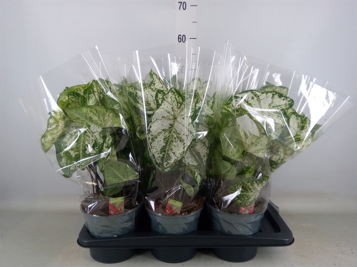 <h4>Caladium  'Snow Flurry'</h4>