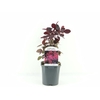 Cotinus Royal Purple