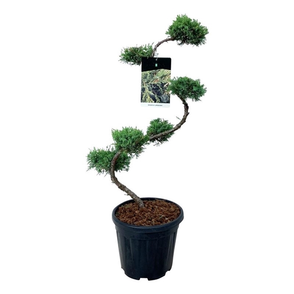 <h4>Juniperus pfitzeriana</h4>