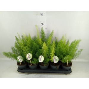 Asparagus dens. 'Meyers'