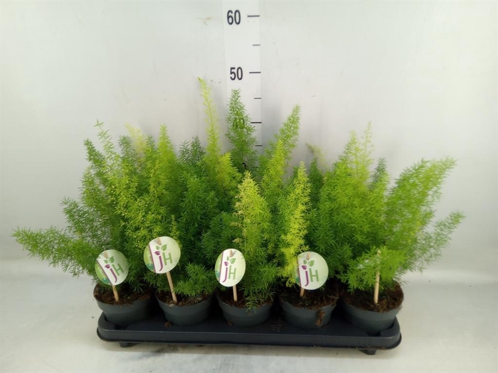 <h4>Asparagus dens. 'Meyers'</h4>