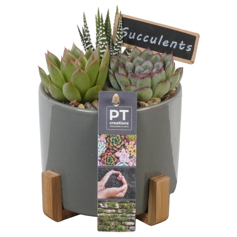 <h4>PTSU8467 Arrangementen succulenten</h4>