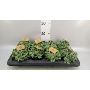 Fittonia verschaf.