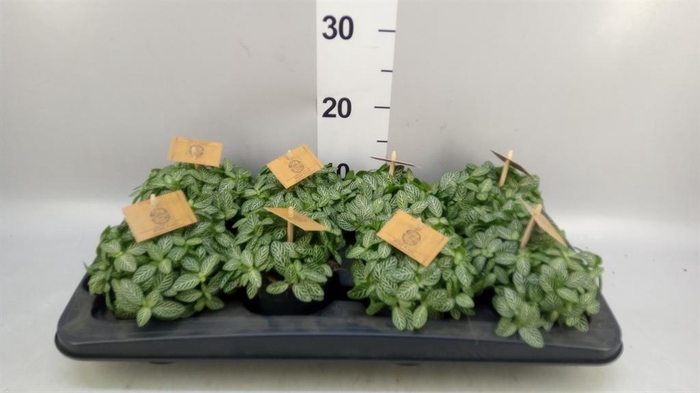 <h4>Fittonia verschaf.</h4>