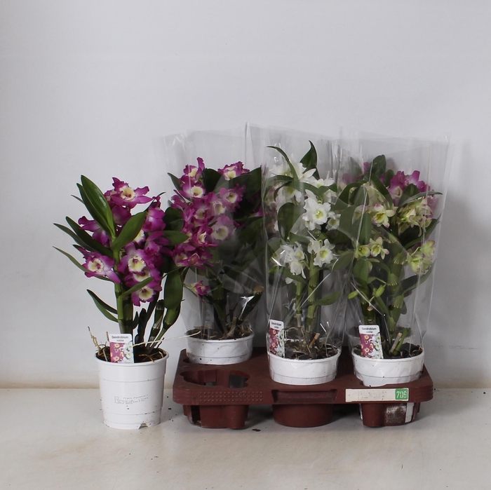 <h4>DENDR N GEM</h4>