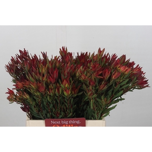 Leucadendron Blush Spray