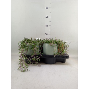 Senecio herreianus 'Purple Flush'