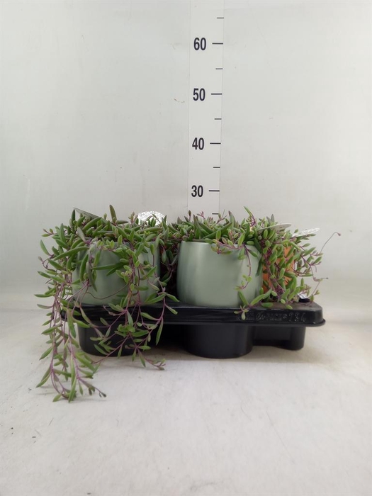 <h4>Senecio herreianus 'Purple Flush'</h4>