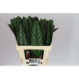 Calathea Setosa