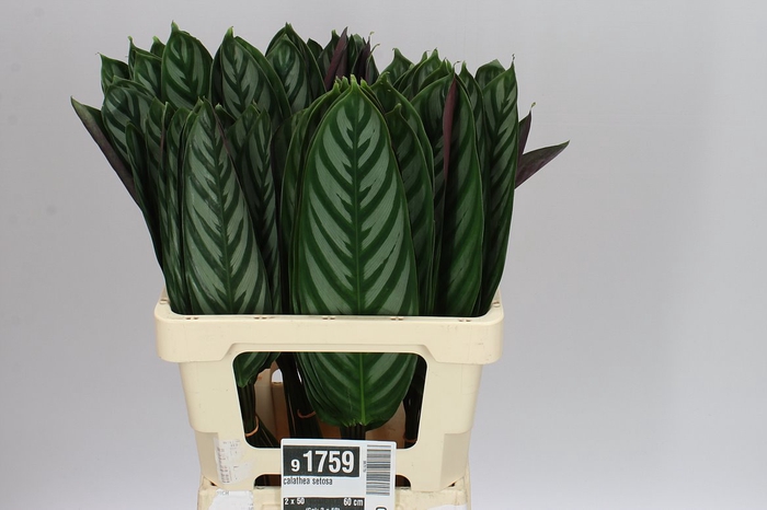 <h4>Calathea Setosa</h4>