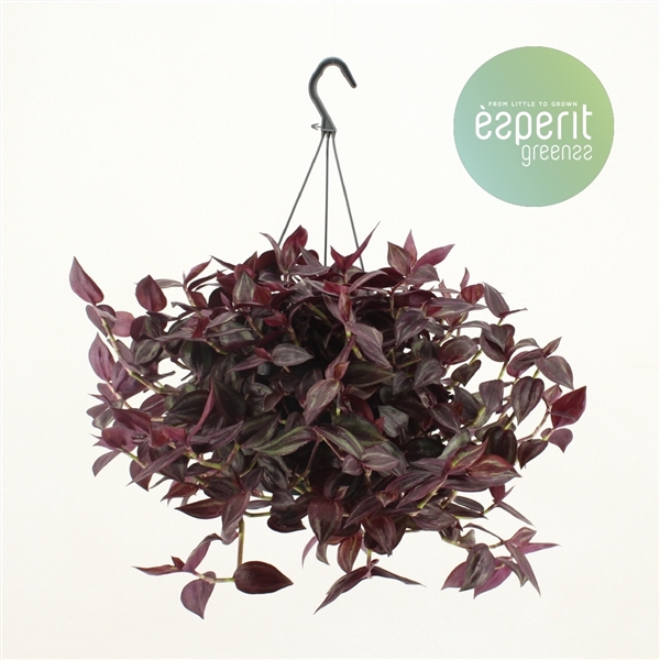 Tradescantia Jewel Red hangpot