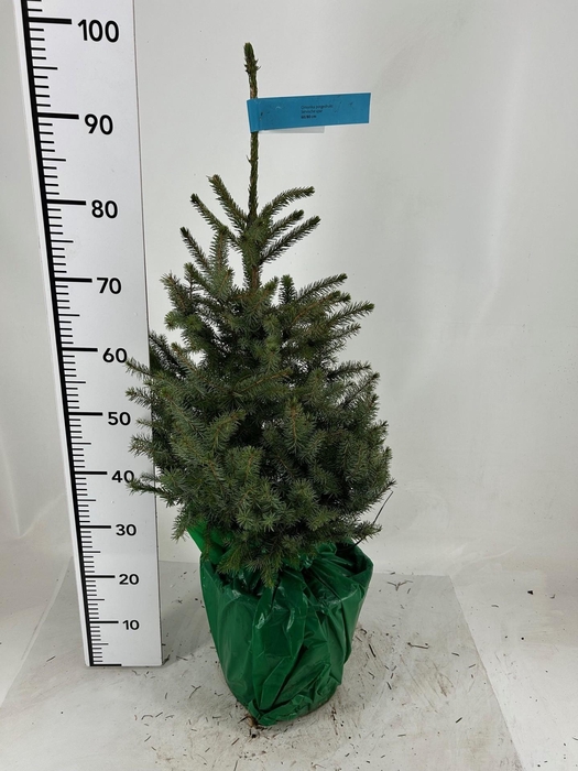 <h4>PICEA OMORIKA</h4>