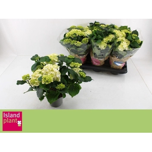 .Hydrangea schneeball