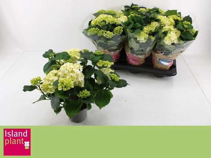 <h4>.Hydrangea schneeball</h4>