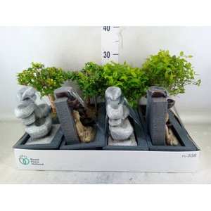 Bonsai   ...mix