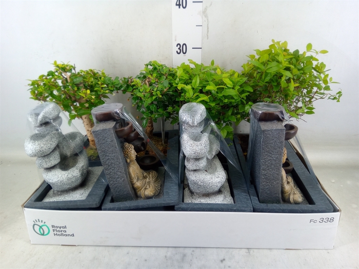 <h4>Bonsai   ...mix</h4>