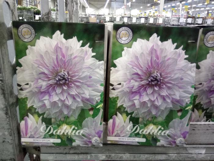 <h4>Dahlia   ...flowerbulbs</h4>