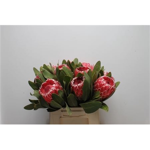 Protea Candida