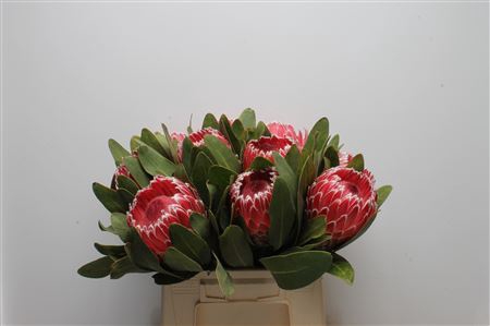 <h4>Protea Candida</h4>