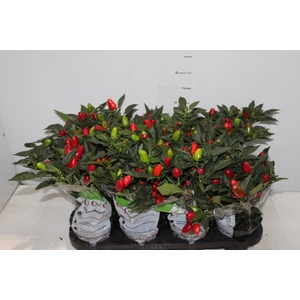 PIMENTA KARNEVAL RED P14 VERMELHO