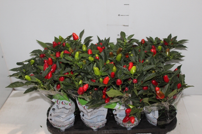 PIMENTA KARNEVAL RED P14 VERMELHO