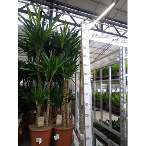 Dracaena frag. 'Riki'