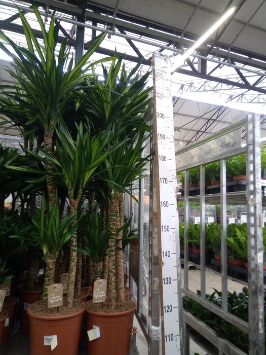 <h4>Dracaena frag. 'Riki'</h4>