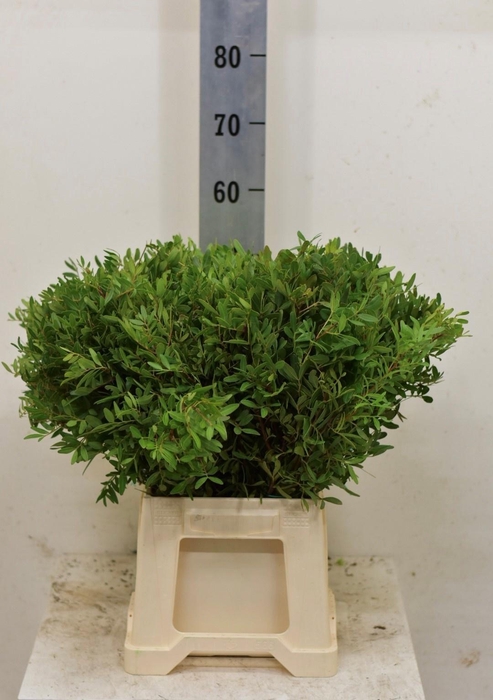 <h4>PISTA OV BLAD</h4>