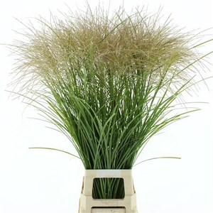 Miscanthus White