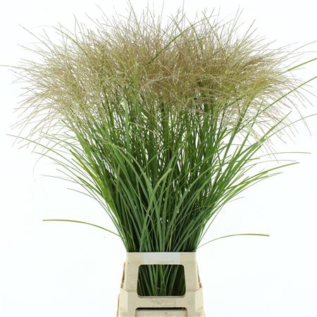<h4>Miscanthus White</h4>
