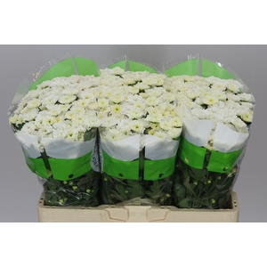 Sant Rossi White