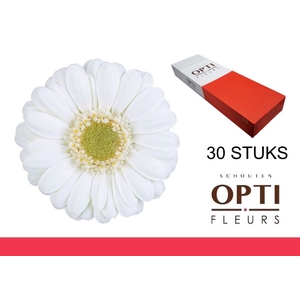 GE MI ALBINO-Doosx30