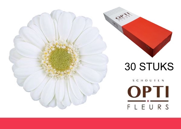 <h4>GE MI ALBINO-Doosx30</h4>