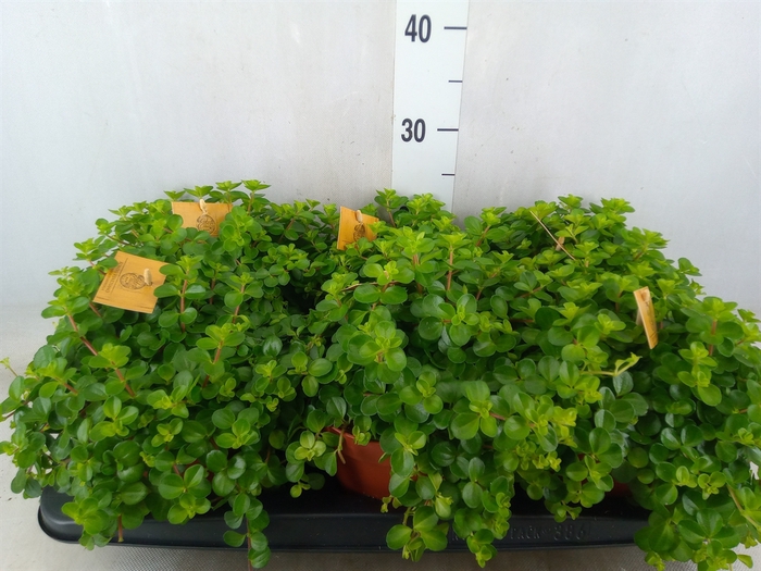 <h4>Peperomia rotundifolia</h4>
