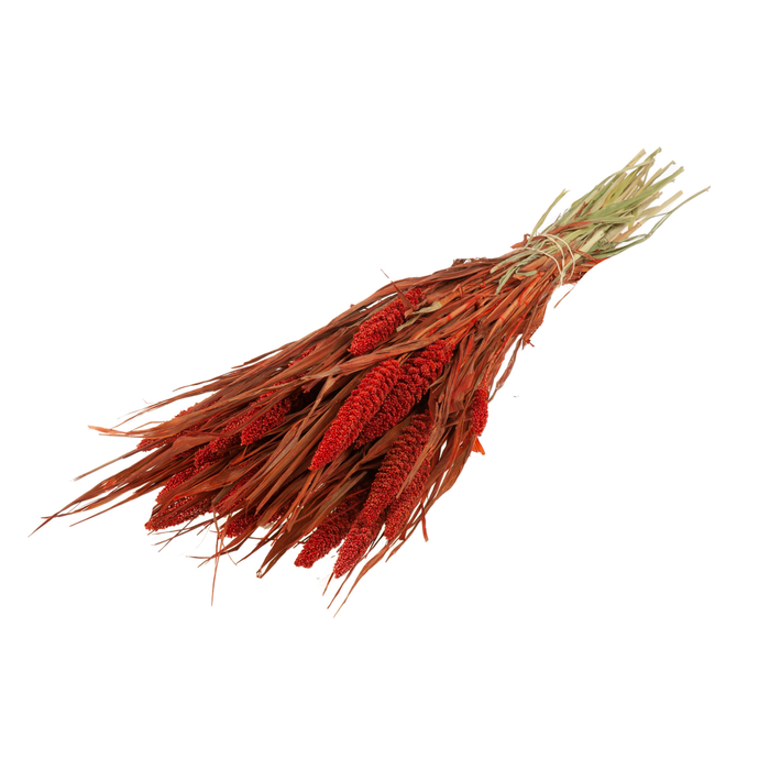 <h4>Setarea Italica Red</h4>