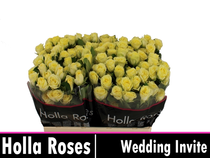 R TR WEDDING INVITE
