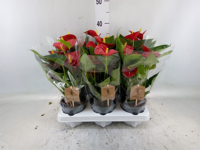 <h4>Anthurium  'Diamond Red'</h4>