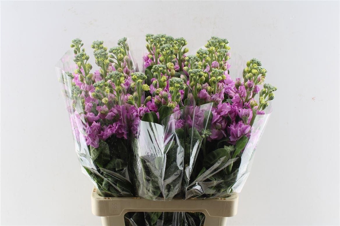 <h4>Matth Iron Pink</h4>