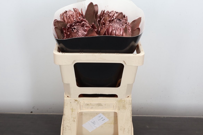 <h4>PROTEA PER BOS</h4>