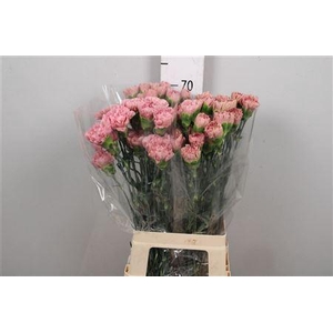 Di St Lege Pink