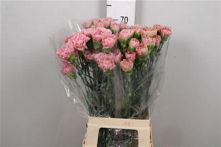 <h4>Di St Lege Pink</h4>