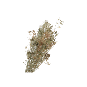 Bupleurum Natural