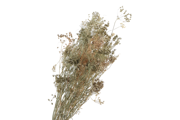 <h4>Bupleurum Natural</h4>