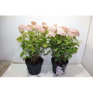 Hydr Arborescens