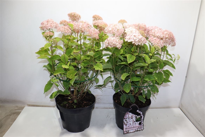 <h4>Hydr Arborescens</h4>