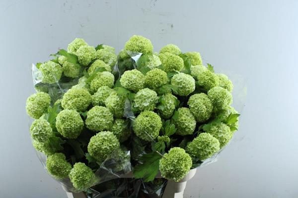 <h4>Viburnum Roseum St L80 4bal</h4>