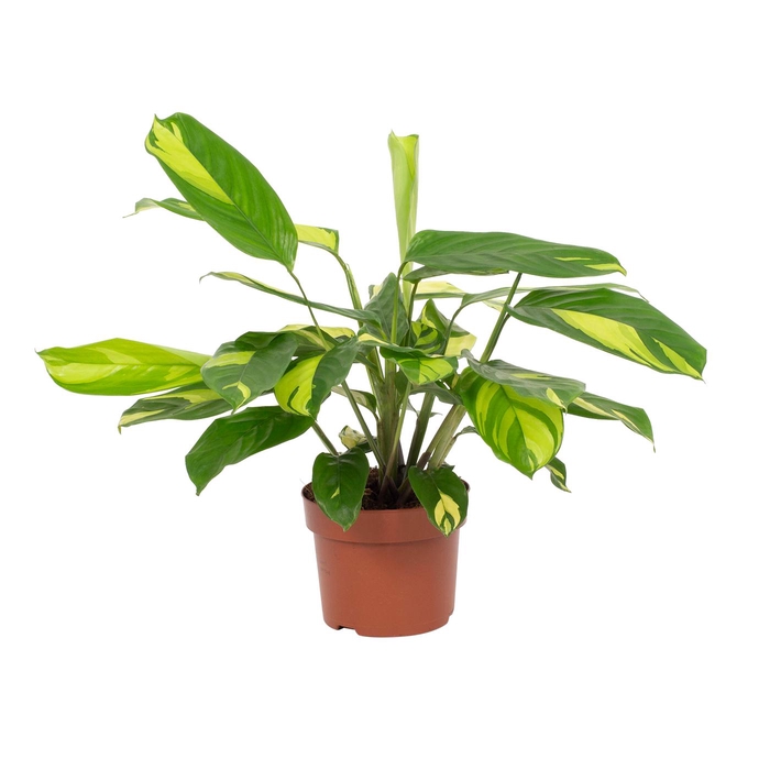 <h4>Calathea Pilosa</h4>