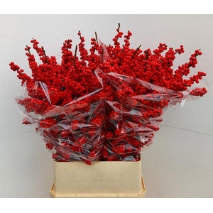 Ilex verticillata brit buys