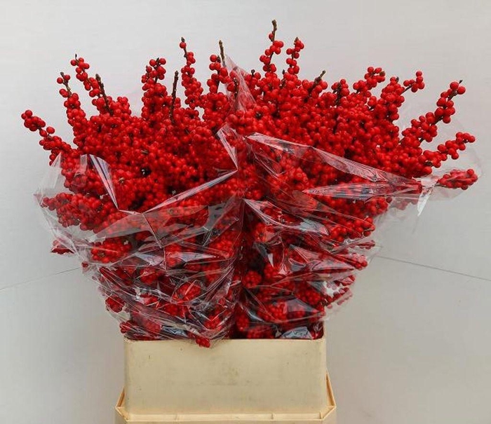 <h4>Ilex verticillata brit buys</h4>