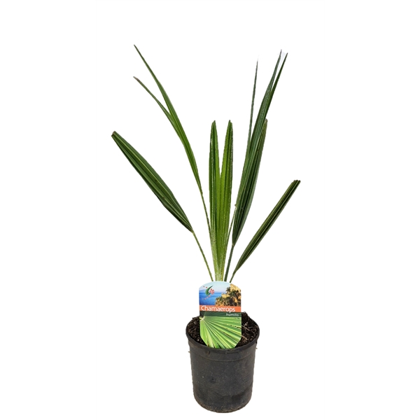 <h4>Chamaerops humilis</h4>